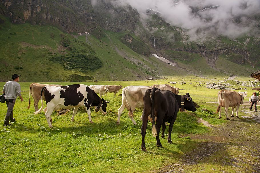 alpine pasture, calf, switzerland, canton of glarus, glarus, cows, alp, glarus alps, summer, domestic