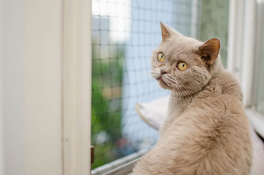 cat, animal, domestic cat, cat purebred, british cat, pets, charming, the grid, window, safe cat