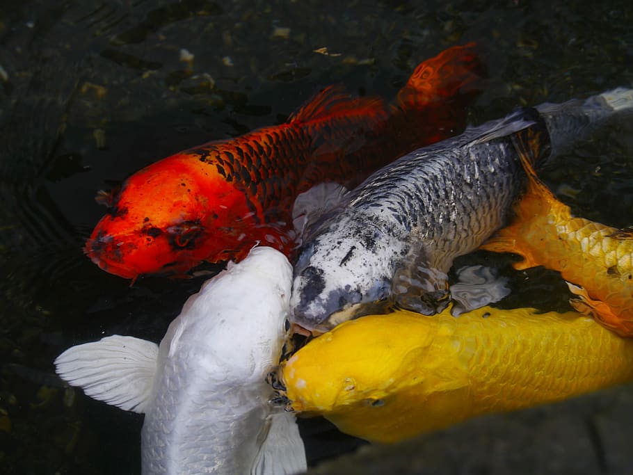 cuatro peces koi, acuario, color, carpa, koi, pescado, pez de acuario, carpa color, pez, cría
