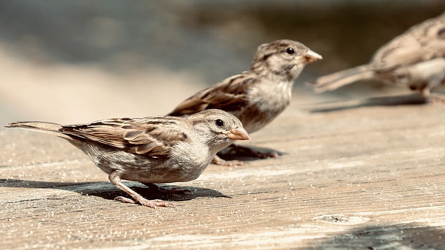 burung pipit, house sparrow, Sperling, burung-burung, alam, bulu, dunia binatang, tagihan, the cheeky sparrow, merapatkan