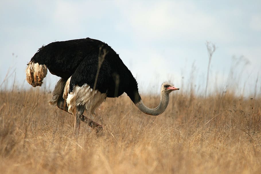 ostrich, dry, land, wild, game, wildlife, reserve, park, neck, avian