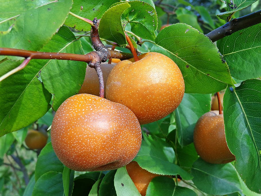 closeup, photography, orange, fruits, asian pear, fruit, pear, gardening, nature, food