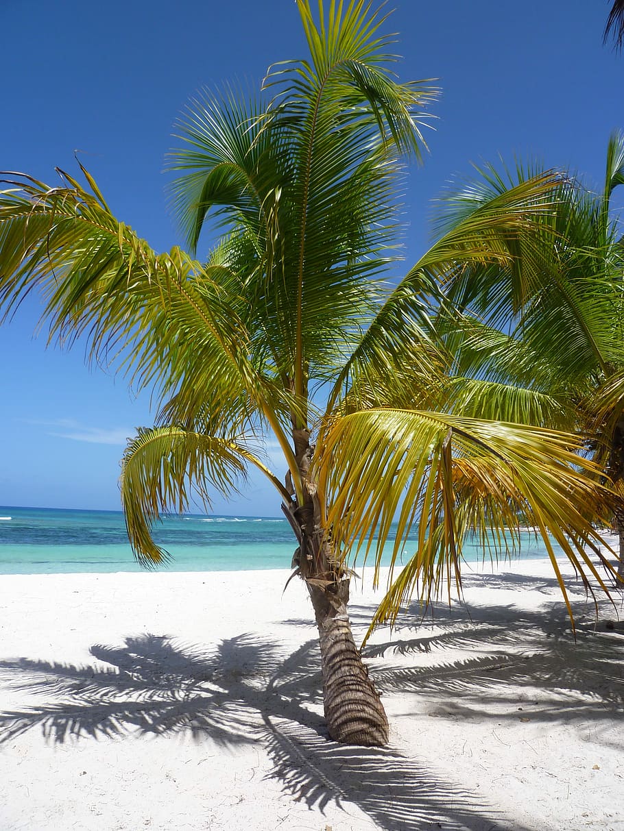 砂, カリブ海, ココナッツ, 熱帯, 砂浜, イル, 美しいビーチ, 西インド諸島, ヤシの木, 海