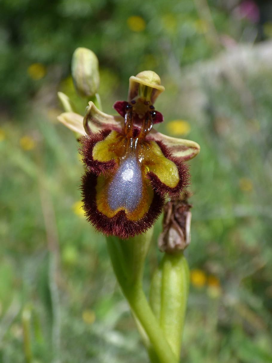 ophrys speculum, apiary, abellera, orchid, priorat, montsant, close-up, nature, day, animal themes