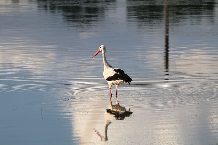 Stork, Bird, Nature, wildlife, animal, water, outdoors, lake, animals In The Wild, reflection