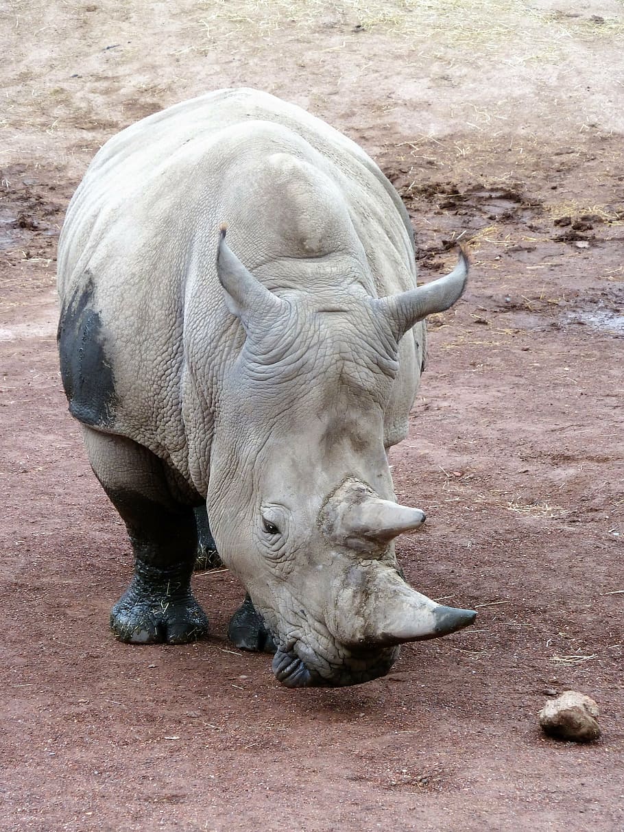 animal, rhino, horn, endangered species, rhinoceros, animal themes, mammal, one animal, horned, animal wildlife