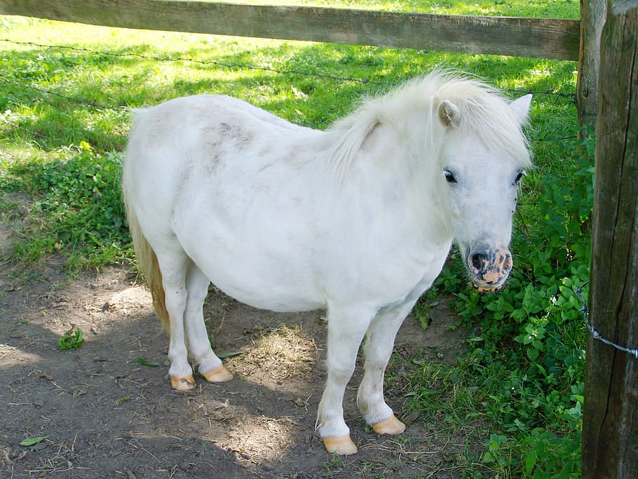 white pony, small white horse, hoofed animals, park, farm, little, horse, animal, grass, nature