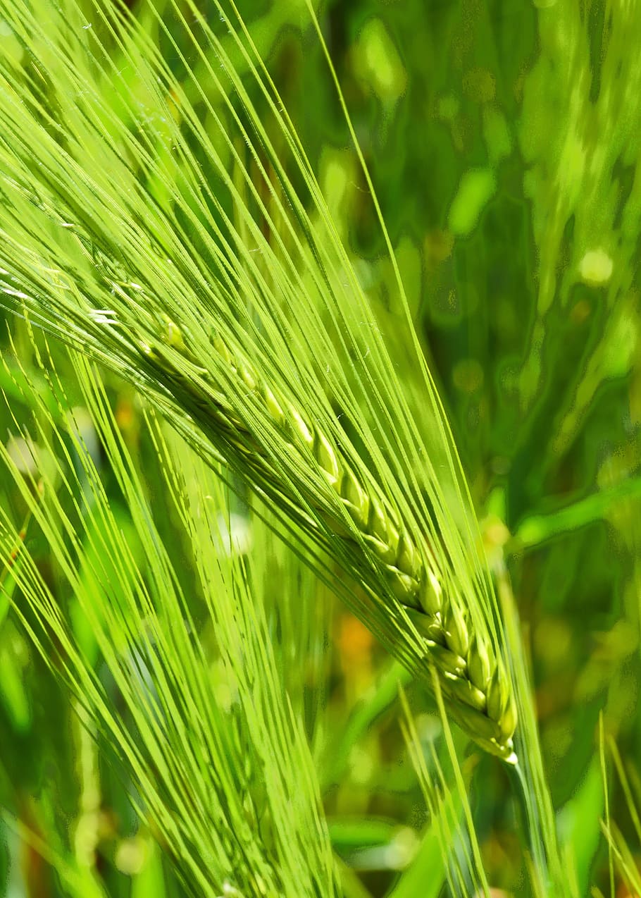 nourishing barley, maturity time, early summer, green, barley, ear, awns, cereals, green color, growth