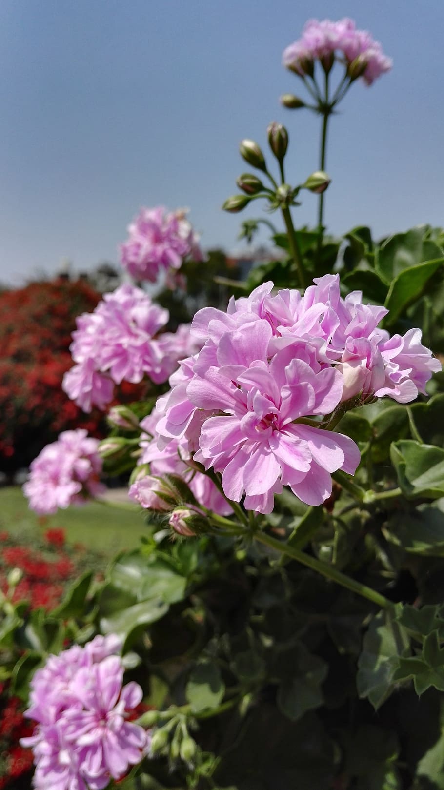 花 植物 自然 庭 夏 開花植物 ピンク色 鮮度 脆弱性 自然の美しさ Pxfuel