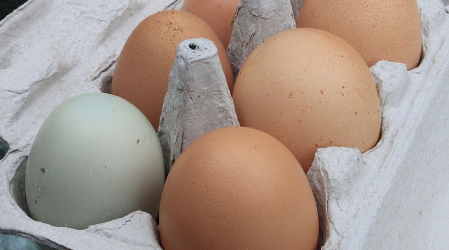 telur, segar, tanah pertanian, organik, kulit telur, mentah, belum dicuci, kotor, variasi, hijau