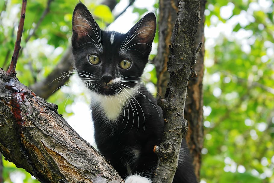 gatito esmoquin, rama de árbol, día, gatito negro, lindo, retrato, animal, naturaleza, gato doméstico, mascotas