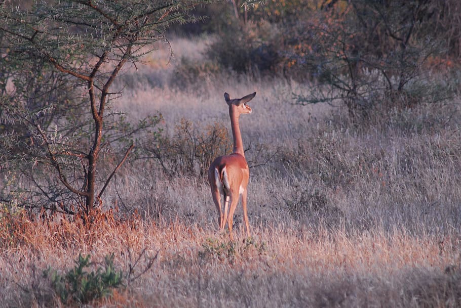 gerenuk, antelope, samburu, gazelle, africa, kenya, savannah, wilderness, landscape, ecology
