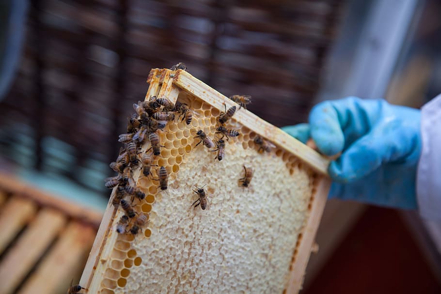 蜂蜜, 蜂の巣, ハイブ, 養蜂, 養蜂家, 蜂, 昆虫, ミツバチ, 蜜蝋, コロニー