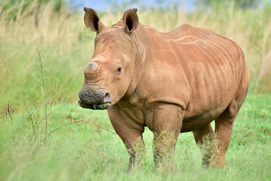 rinoceronte, rinoceronte blanco, fauna, áfrica, cuerno, protegido, conservación, en peligro de extinción, blanco, hierba