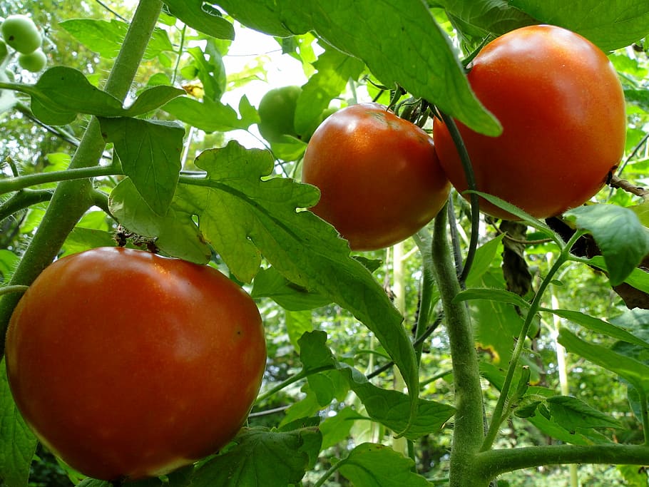 tres tomates, tomates, rojo, vid, maduro, verduras, verano, jardín, planta, crecimiento