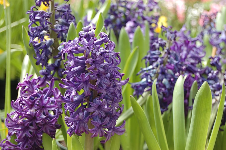hyacinth, bulb, purple, garden, spring, flower, plant, bloom, flowering plant, vulnerability