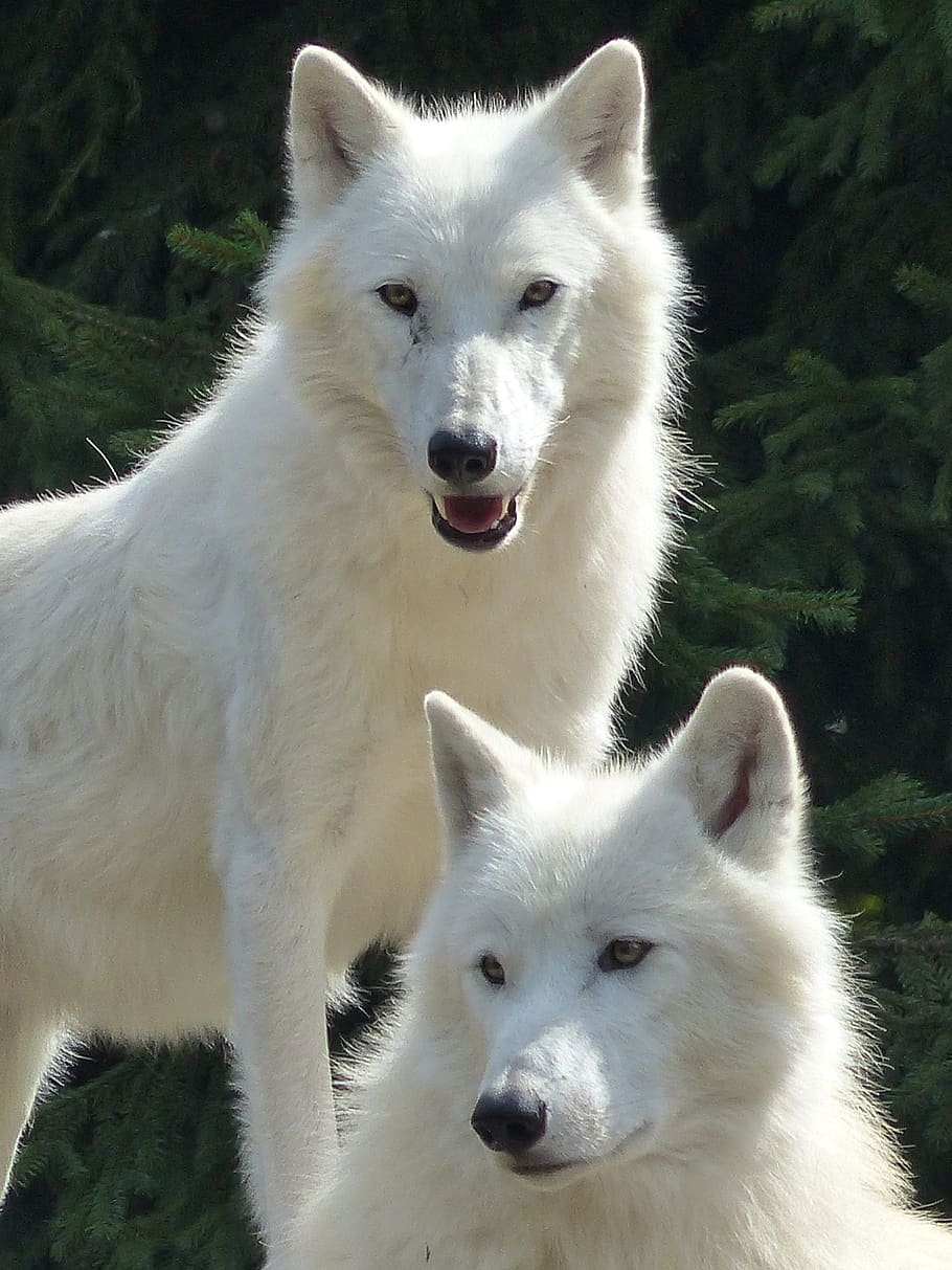 lobo, blanco, manada, naturaleza, animal, canino, pareja, dominante,  mamífero, temas de animales | Pxfuel
