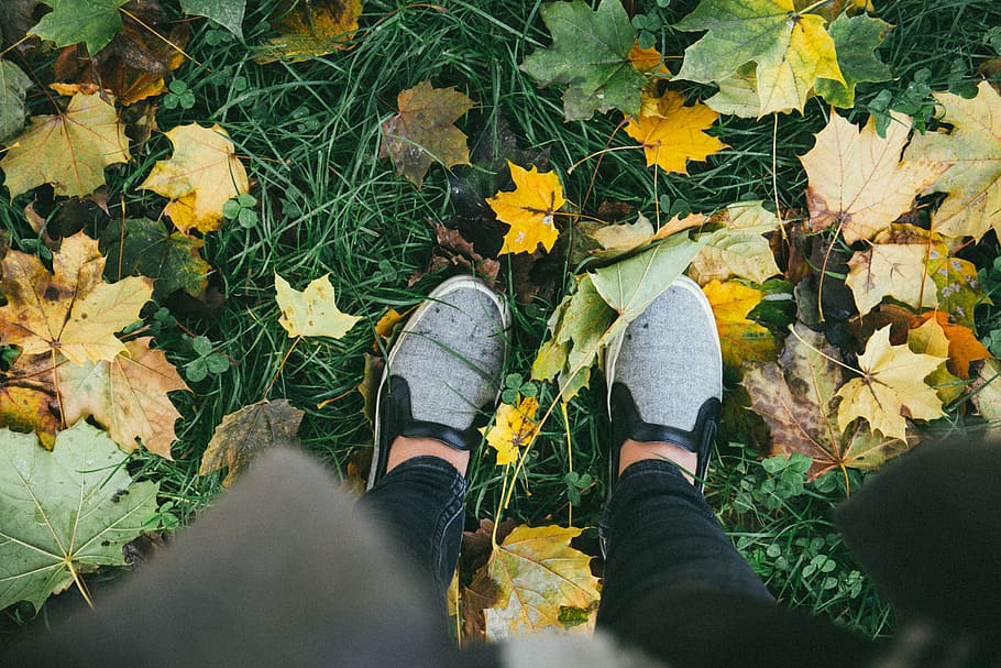 high-angle photo, person, wearing, gray, slip-on sneakers, stepping, maple, leaves, grass, taking