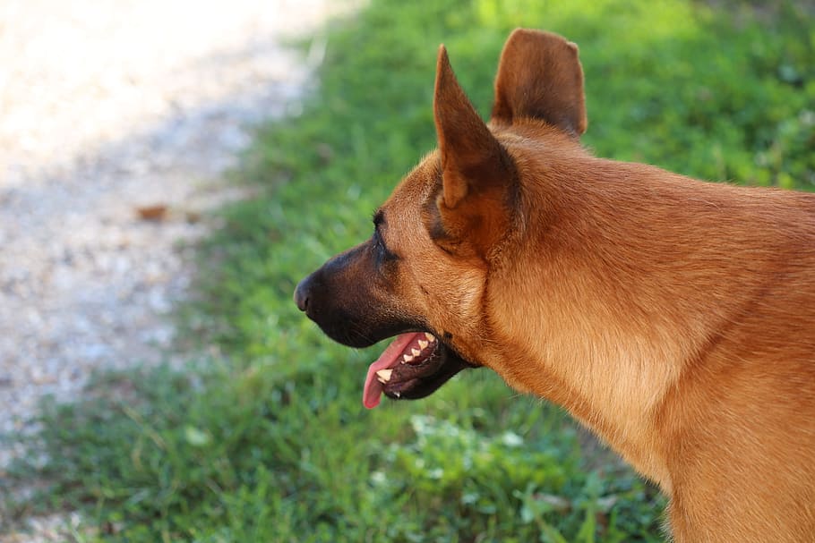 ベルギーの牧羊犬 動物 ガード ペット 若い 男性 友情 一匹の動物 犬 動物のテーマ Pxfuel