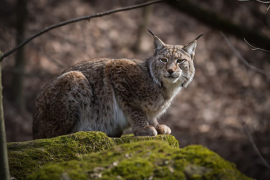 lynx, predator, hunter, wild, carnivores, wildcat, mammals, dangerous, extinction, forest