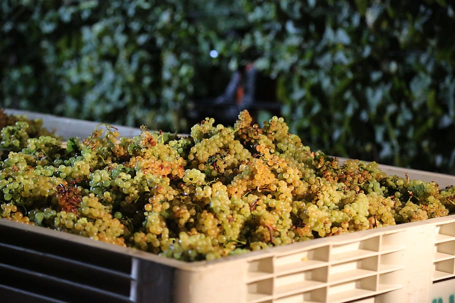 green, grapes, crates, chardonnay, wine, harvest, napa valley, white, drink, winery