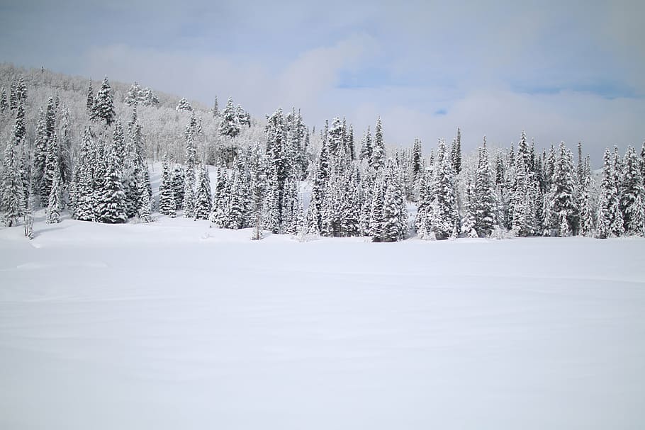 雪に覆われた森, 丘, 雲, ビュー, 山, 自然, 風景, 草, 旅行, 冒険