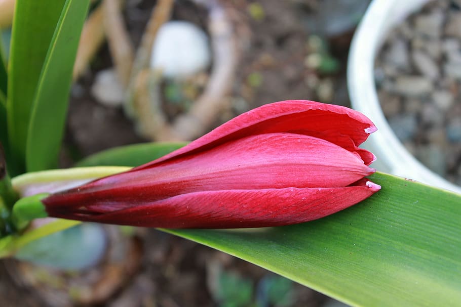 lirio rojo, flor, planta, planta floreciendo, primer plano, hoja, pétalo,  parte de la planta, belleza en la naturaleza, naturaleza | Pxfuel