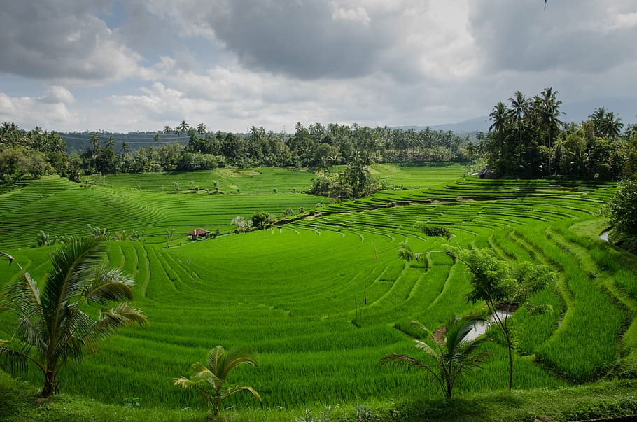 rice field, cloudy, sky, high, angle, green, rice, terraces, day, rice paddy field