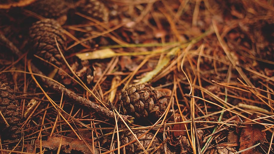 pine cones, woods, ground, sticks, plant, close-up, land, field, day, nature