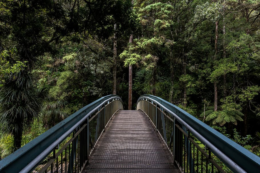 empty, footbridge, leading, thick, forest, black, bridges, brown, green, trees