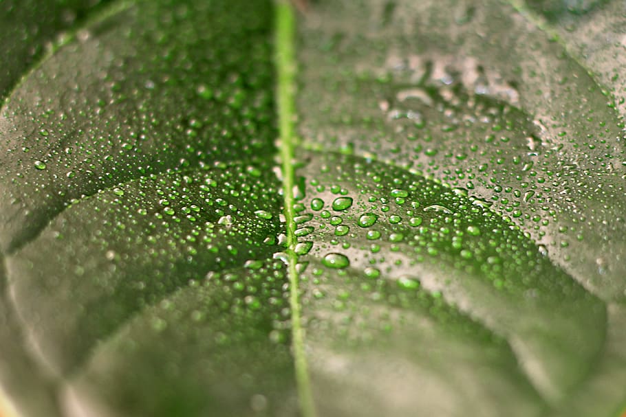 зеленый, лист, заполненный, капли воды, жемчуг, завод, дождь, природа, росио, окружающая среда