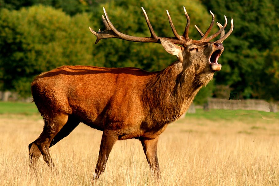 brown, moose opening, mouth, daytime, reindeer, deer, animal, antlers, buck, deer hunting