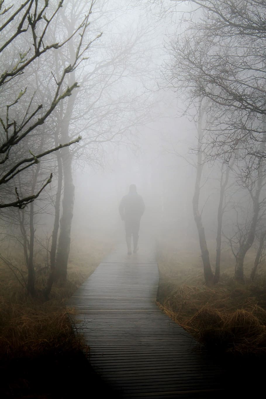silhouette, man, walking, trees, fog, autumn, nature, human, wanderer, plant