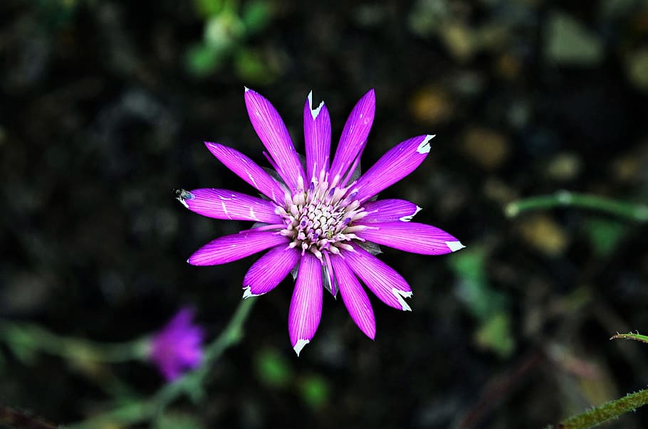 purple, petaled flower, closeup, photography, flower, chichewa live, vivid color, flowers, plant, macro
