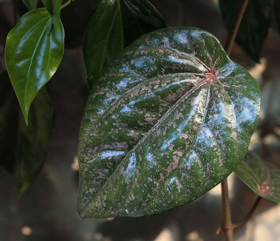 red betel leaf, plant, medicine, nature, leaf, freshness, close-up, plant part, growth, focus on foreground