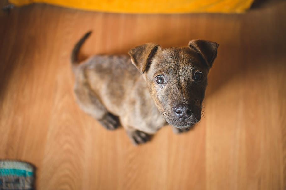 brindle, black, american, pit, bull, terrier, puppy, animal, canine, cute