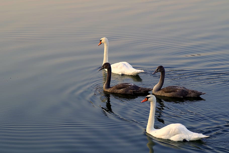 two, brown, white, ducks, body, water, swans, mature, young, gray