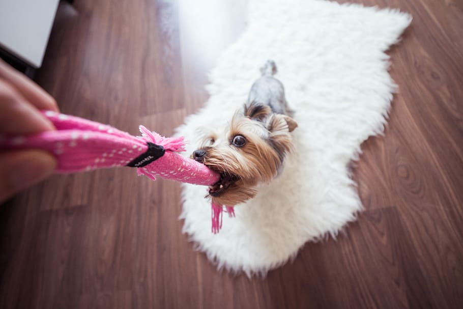 funny, playing, yorkie dog, home, Yorkie, Dog, at Home, animals, cute, dogs