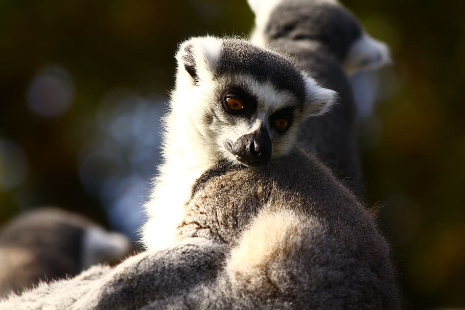 lemur, animals, zoo, mammals, madagascar, one animal, mammal, animals in the wild, animal wildlife, close-up