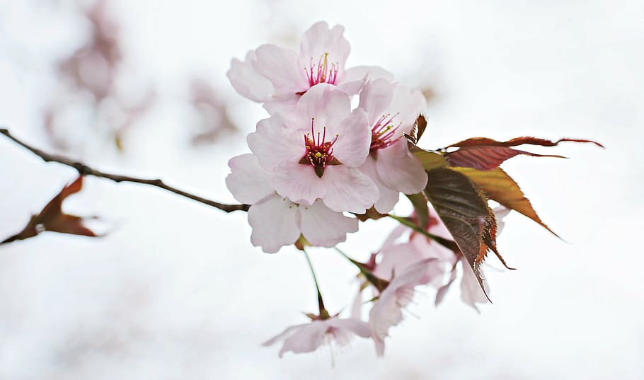 merah muda, putih, ceri, bunga, pohon sakura jepang, sakura berbunga jepang, bunga musim semi, cherry hias, pohon, musim semi