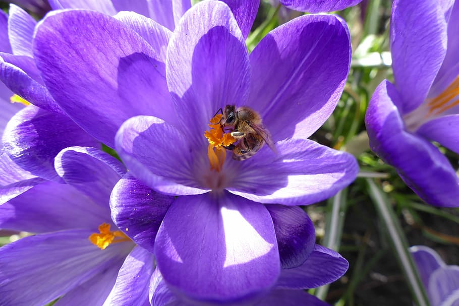 クロッカス, 蜂, 春, 花, 自然, 植物, 庭, 開花植物, 花弁, 脆弱性