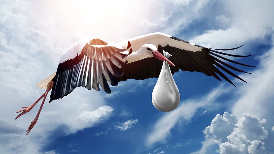 white, black, bird, holding, textile illustration, nature, wing, sky, flight, stork