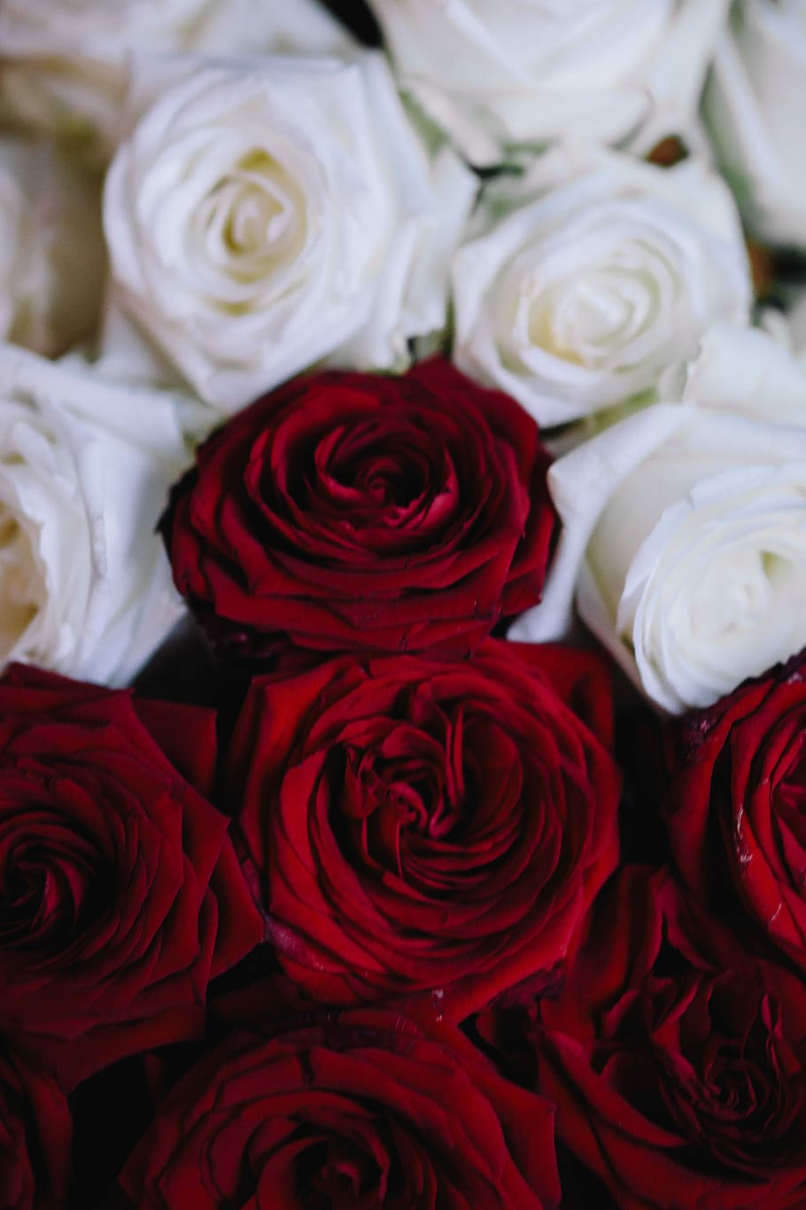 merah, mawar buket, Putih, Mawar Merah, Buket, bunga, mawar, flora, Polandia, mawar - Bunga