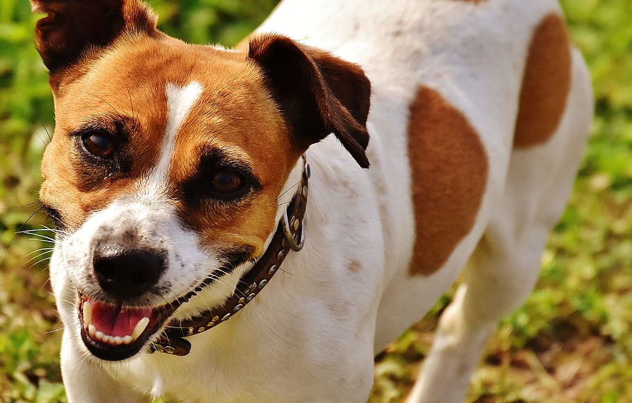 ジャックラッセル テリア 遊び 牧草地 レース 犬 動物 ペット 鼻 かわいい Pxfuel