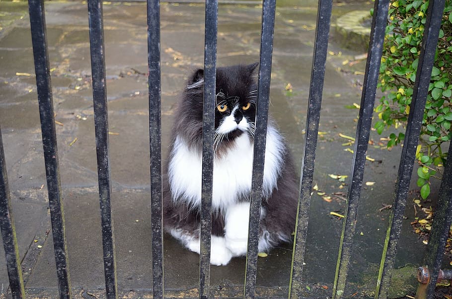 猫 ゲート 動物 背景 ハンター 黒 白 忠誠心 1匹の動物 動物のテーマ Pxfuel