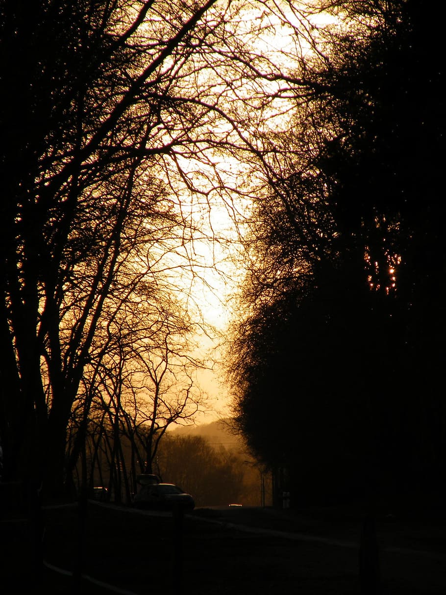 Sunset, Light, Tree, Fall, Fog, trees, against the light, dawn, wood, nature