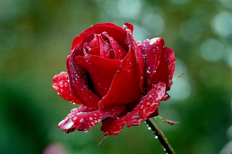 Rose, platinum, red petal rose, red, beauty in nature, flowering plant, flower, vulnerability, fragility, plant