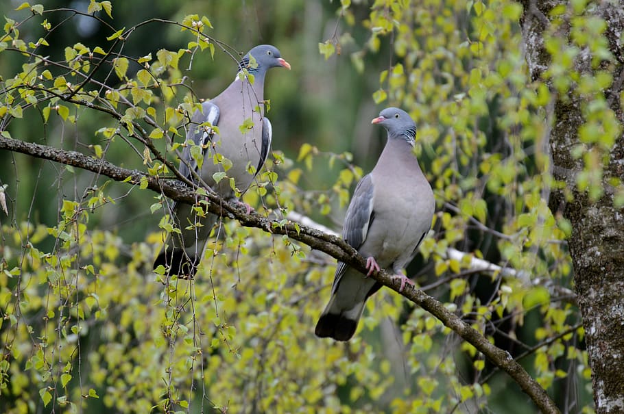 pigeons, pair, birds, whisper sweet nothings, nature, feather, affection, animal world, bird, animal themes