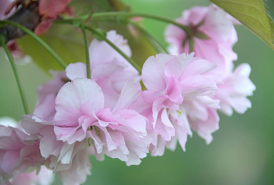 春 花 自然 マクロ 白 悲しい 日本の桜 ピンクの花 開花植物 ピンク色 Pxfuel