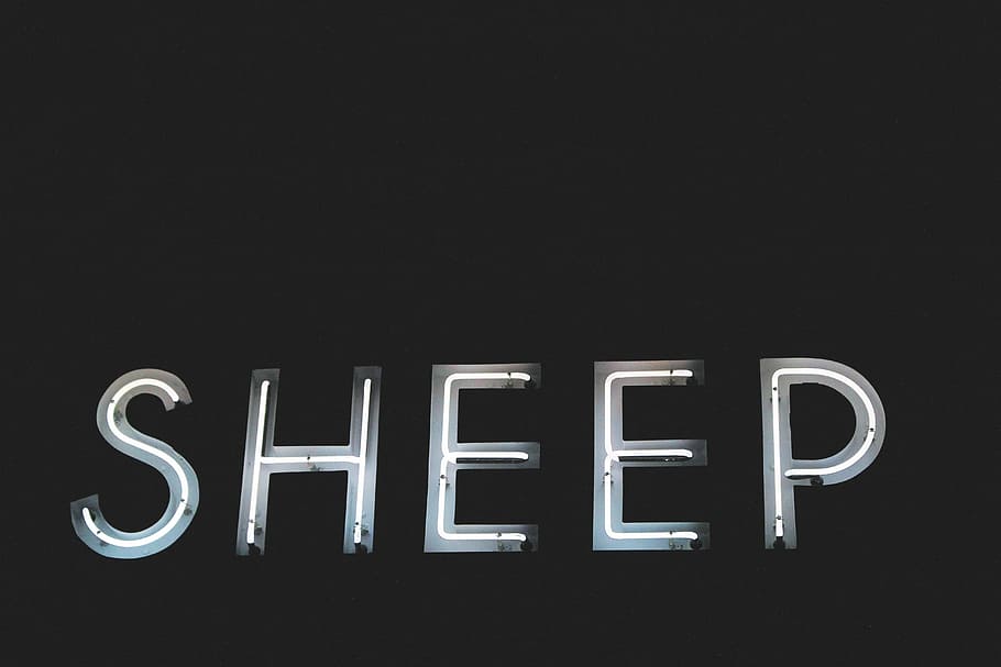 gray sheep signage, letters, font, sheep, light, dark, black and white, neon, night, illuminated